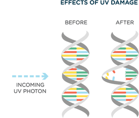 ewt-uv-dna-graphic